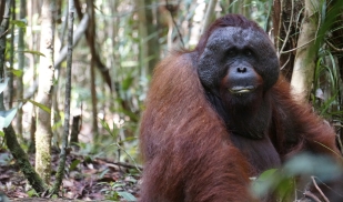 Summer: Rutgers- Primates, Ecology, and Conservation in Indonesia