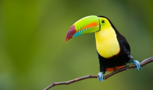 Embedded Spring: Tropical Environments and Society